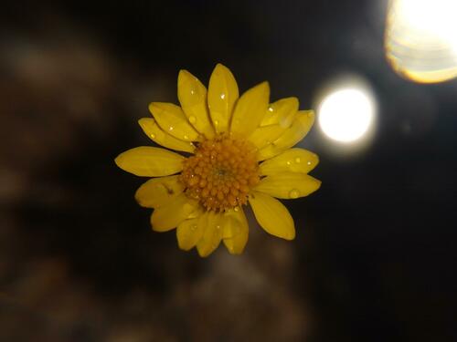Thymophylla pentachaeta (Parralena) (alternate view 2)