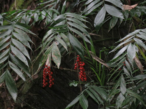 Chamaedorea (alternate view 3)