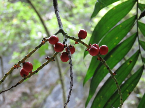 Chamaedorea (alternate view 4)