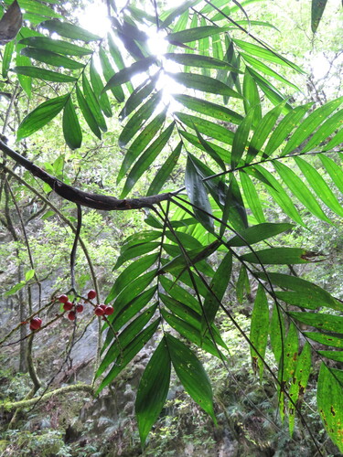Chamaedorea (alternate view 5)