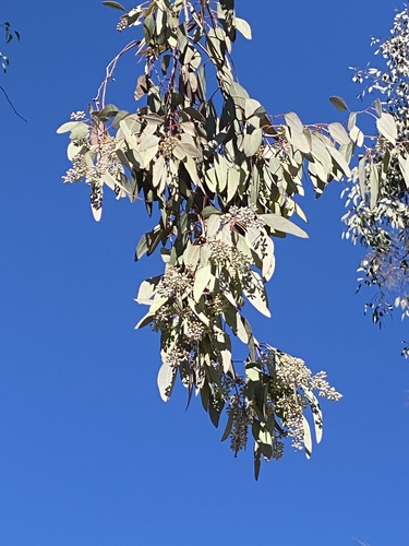 Eucalyptus polyanthemos (Silver Dollar Gum) (alternate view 5)
