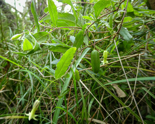 Billardiera mutabilis (Common Apple-berry) (alternate view 2)