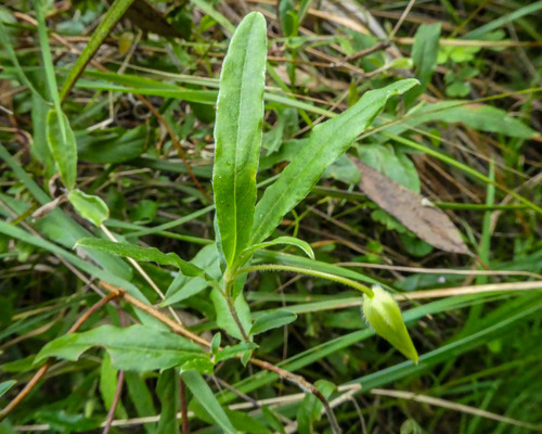 Billardiera mutabilis (Common Apple-berry) (alternate view 3)