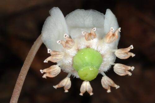 Chimaphila maculata (striped wintergreen)