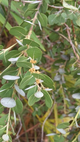 Lyonia fruticosa (coastal plain staggerbush) (alternate view 10)