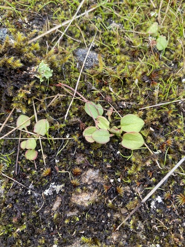 Rumex acetosella (sheep sorrel) (alternate view 5)