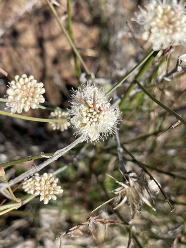 Eriogonum nudum (Naked Buckwheat)