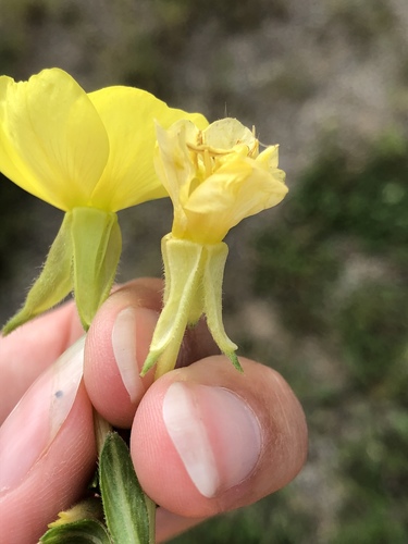 Oenothera parviflora (northern evening-primrose) (alternate view 4)