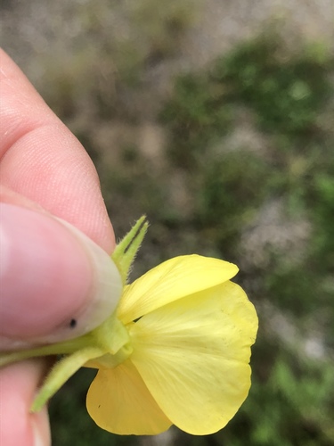 Oenothera parviflora (northern evening-primrose) (alternate view 5)