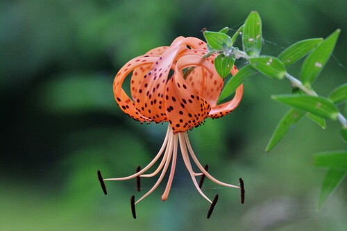 Lilium lancifolium (tiger lily) (alternate view 10)