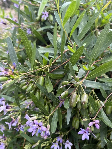 Billardiera cymosa (sweet apple-berry)