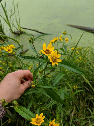 Bidens laevis (Smooth Beggarticks) (alternate view 6)