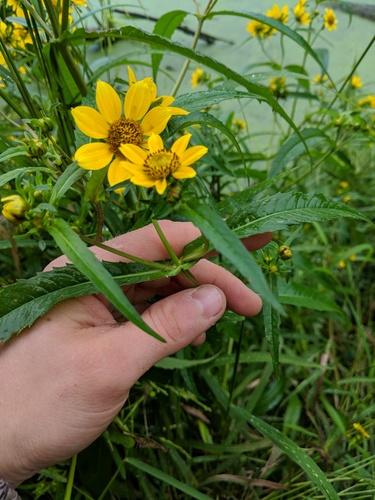 Bidens laevis (Smooth Beggarticks) (alternate view 7)
