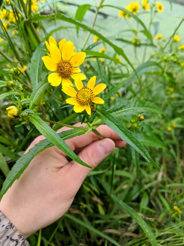 Bidens laevis (Smooth Beggarticks) (alternate view 8)