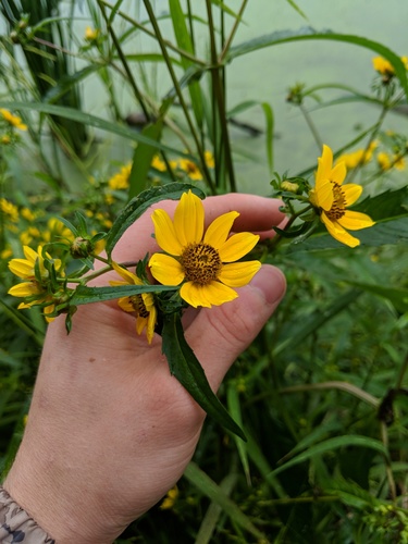 Bidens laevis (Smooth Beggarticks) (alternate view 9)