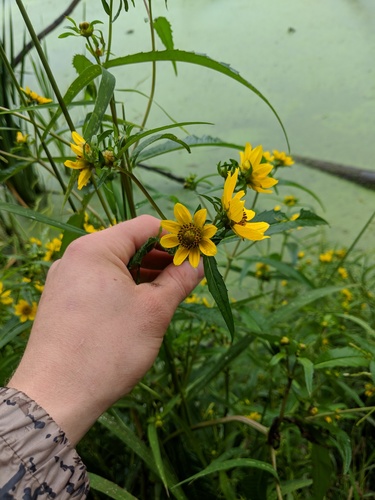 Bidens laevis (Smooth Beggarticks) (alternate view 10)
