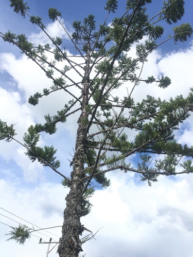Araucaria cunninghamii (Hoop pine) (alternate view 2)
