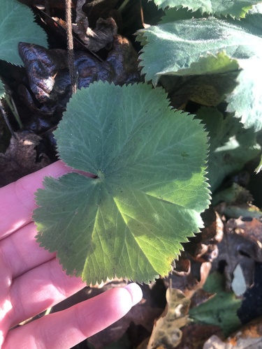 Alchemilla mollis (Lady's Mantle) (alternate view 4)