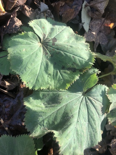 Alchemilla mollis (Lady's Mantle) (alternate view 5)