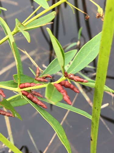 Lysimachia terrestris (swamp candles) (alternate view 5)