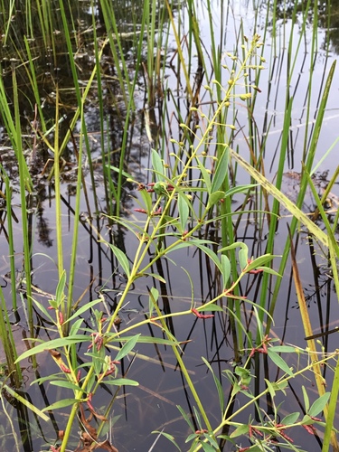 Lysimachia terrestris (swamp candles) (alternate view 3)
