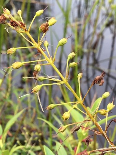 Lysimachia terrestris (swamp candles) (alternate view 4)