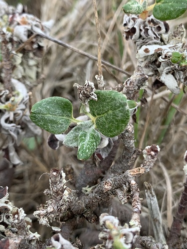 Eriogonum parvifolium (Seacliff Wild Buckwheat)
