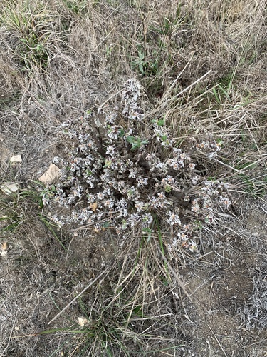 Eriogonum parvifolium (Seacliff Wild Buckwheat) (alternate view 3)