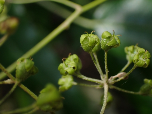 Astrotricha latifolia (Broad-leaf Star Hair) (alternate view 2)