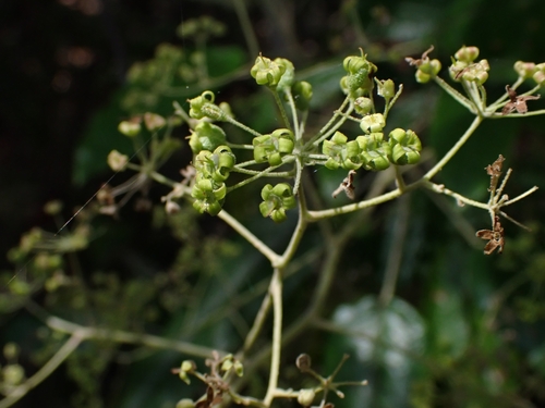 Astrotricha latifolia (Broad-leaf Star Hair) (alternate view 3)