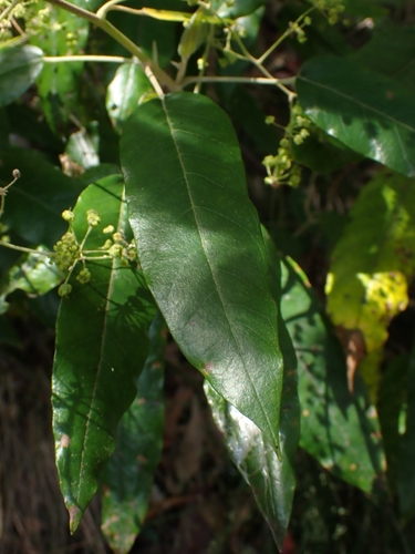 Astrotricha latifolia (Broad-leaf Star Hair) (alternate view 4)