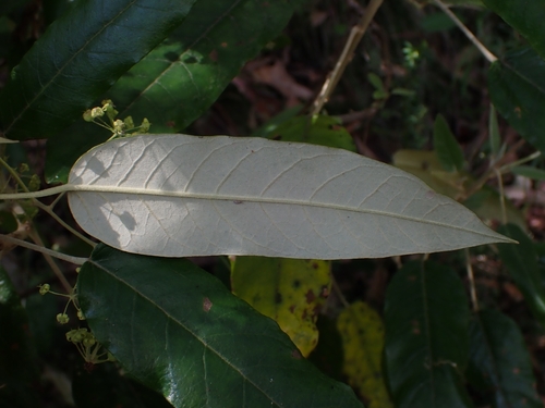 Astrotricha latifolia (Broad-leaf Star Hair) (alternate view 5)