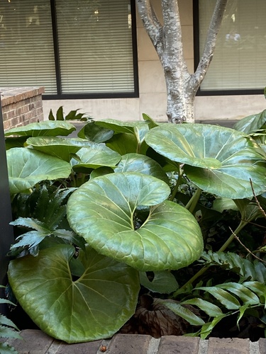 Farfugium japonicum var. giganteum (alternate view 3)