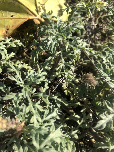Ambrosia chamissonis (silver beachweed) (alternate view 4)