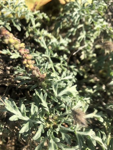 Ambrosia chamissonis (silver beachweed) (alternate view 5)