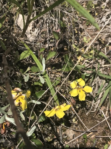 Goodenia hederacea (Ivy Goodenia) (alternate view 4)