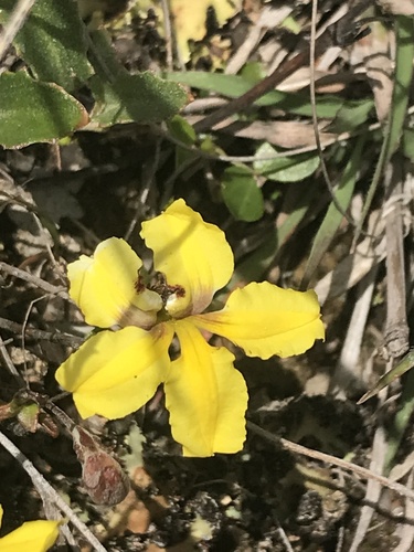 Goodenia hederacea (Ivy Goodenia) (alternate view 5)