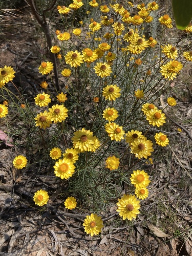 Xerochrysum viscosum (sticky everlasting) (alternate view 6)