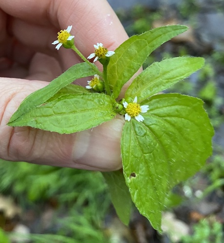 Galinsoga quadriradiata (shaggy soldier)
