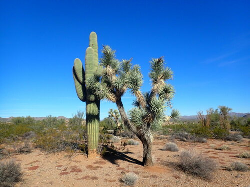 Yucca jaegeriana (Eastern Joshua tree) (alternate view 4)