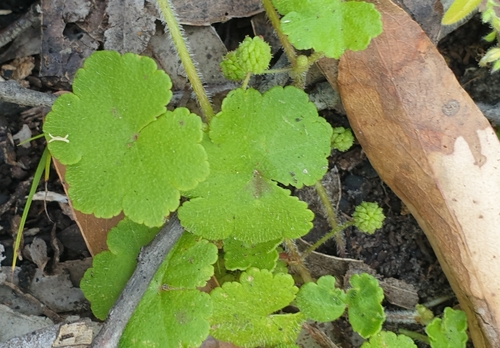 Hydrocotyle laxiflora (Stinking Pennywort) (alternate view 3)