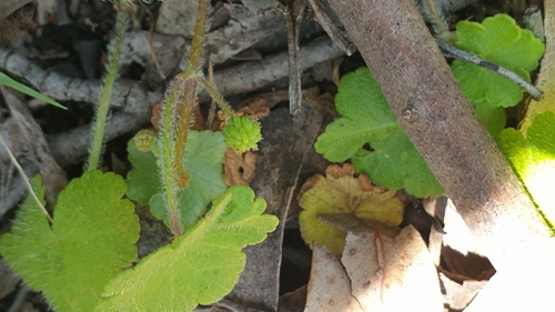 Hydrocotyle laxiflora (Stinking Pennywort) (alternate view 4)