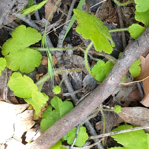 Hydrocotyle laxiflora (Stinking Pennywort) (alternate view 5)