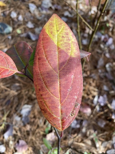 Itea virginica (Virginia sweetspire) (alternate view 5)