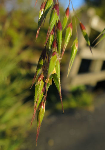 Ehrharta longiflora (longflower veldtgrass) (alternate view 5)