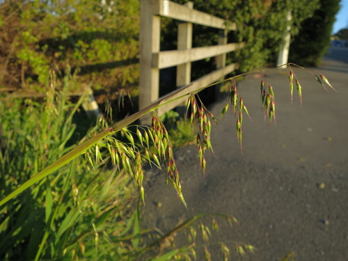 Ehrharta longiflora (longflower veldtgrass) (alternate view 6)
