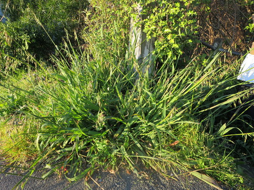Ehrharta longiflora (longflower veldtgrass) (alternate view 7)