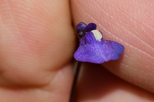 Utricularia dichotoma (fairy aprons) (alternate view 4)