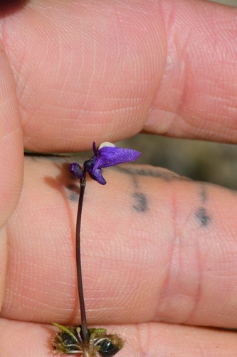 Utricularia dichotoma (fairy aprons) (alternate view 5)