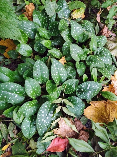 Pulmonaria officinalis (Lungwort)